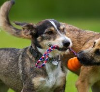 How to Choose the Best Dog Day Care