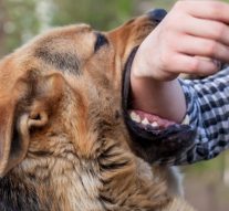 Benefits of Hiring a Dog Bite Lawyer