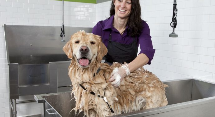 The Advantages of Mobile Pet Grooming